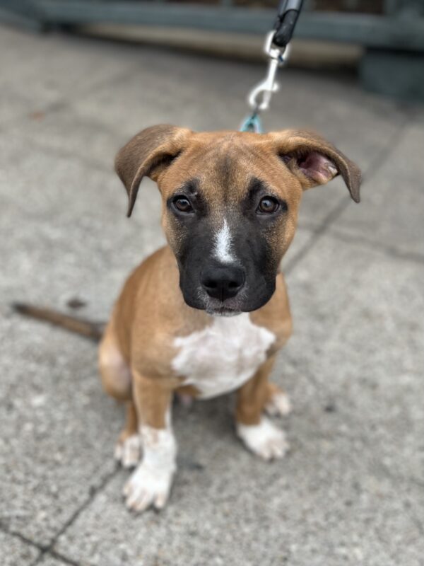 Boxer Mix Puppy With Brow Furrowed