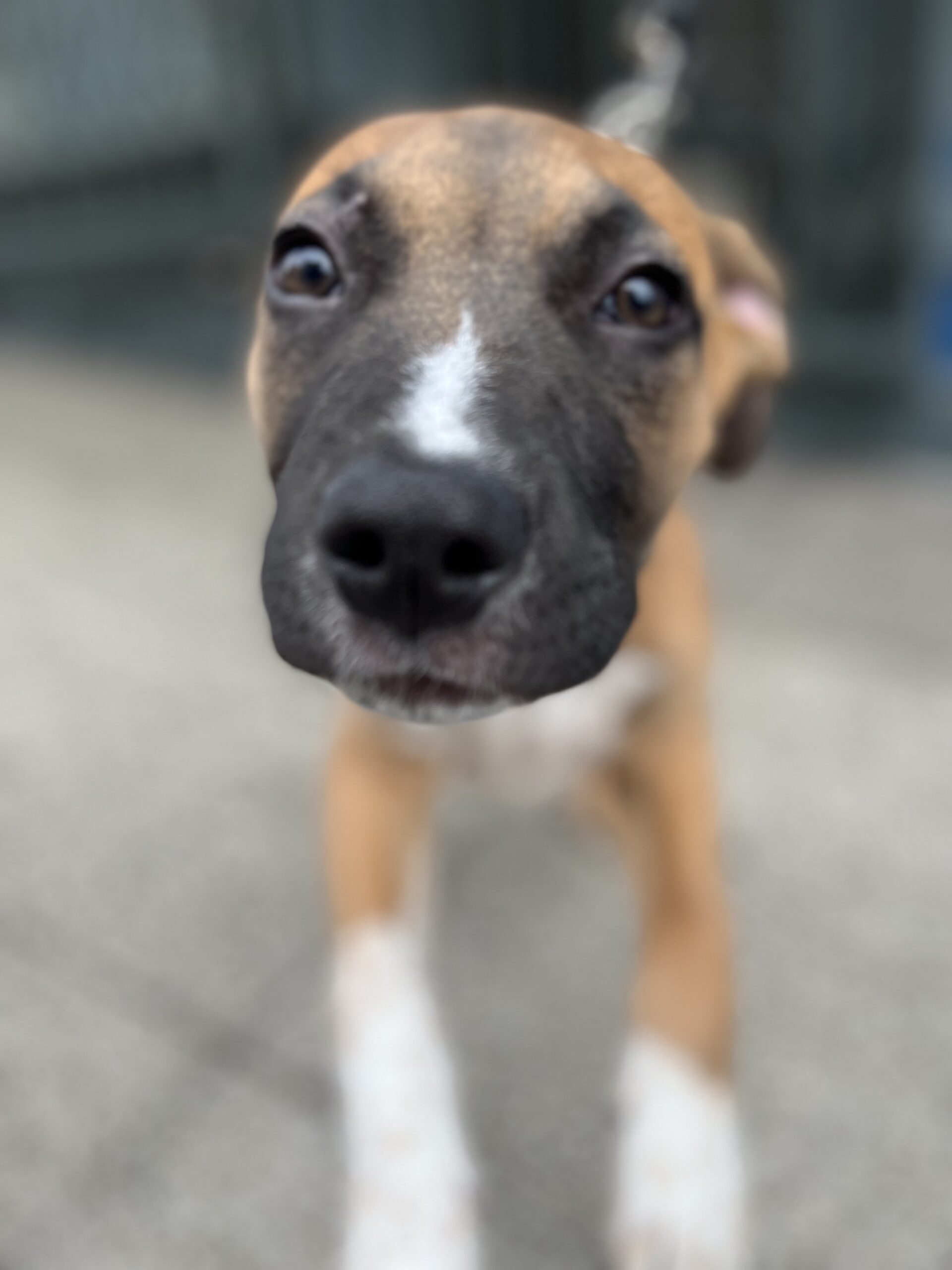 Boxer Mix Puppy Putting His Nose In The Camera Lens
