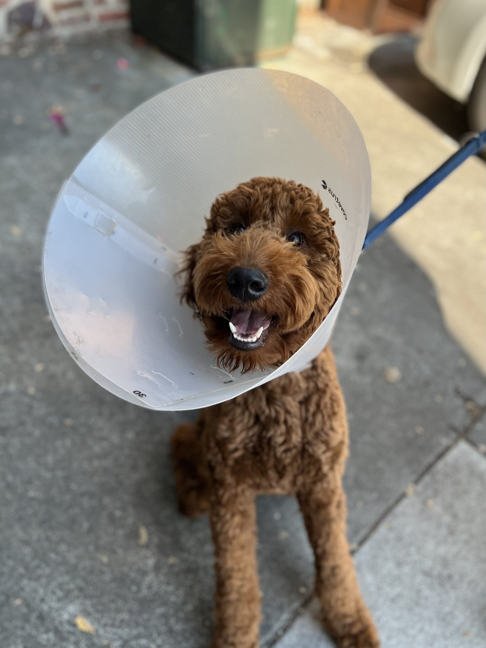 Dark Golden Retriever Poodle Mix In Cone Of Shame