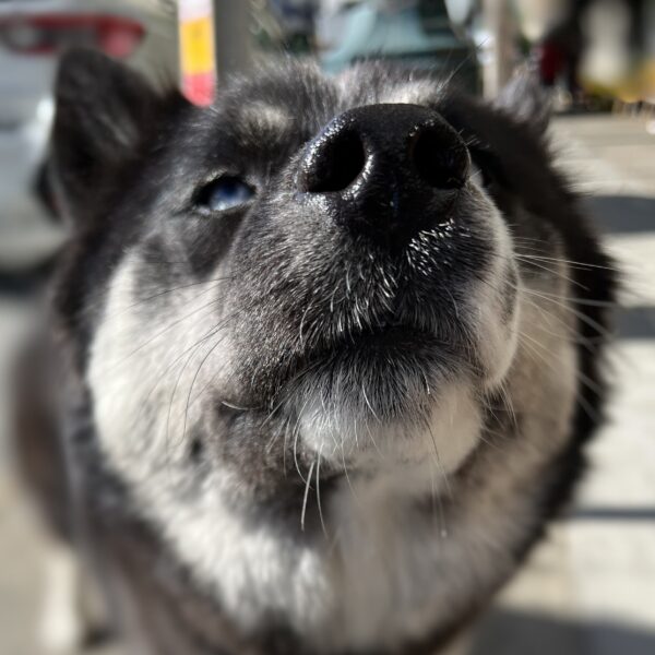 German Shepherd Husky Mix Trying To Sniff The Camera