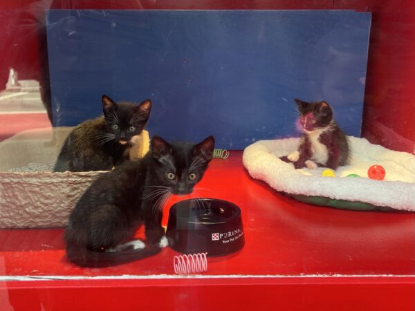 Three Kittens In The Macy's Window In Union Square San Francisco