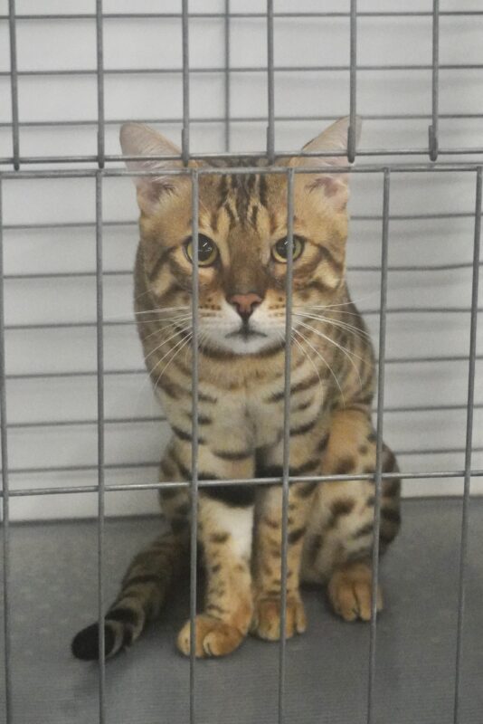 Striped Cat In A Cage