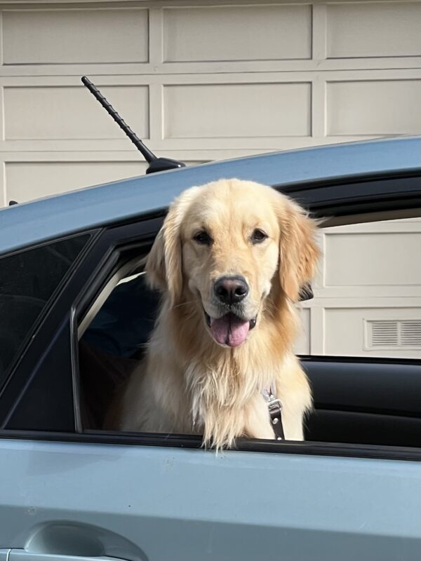 Golden Retriever Sticking His Head Out The Window Of A Prius
