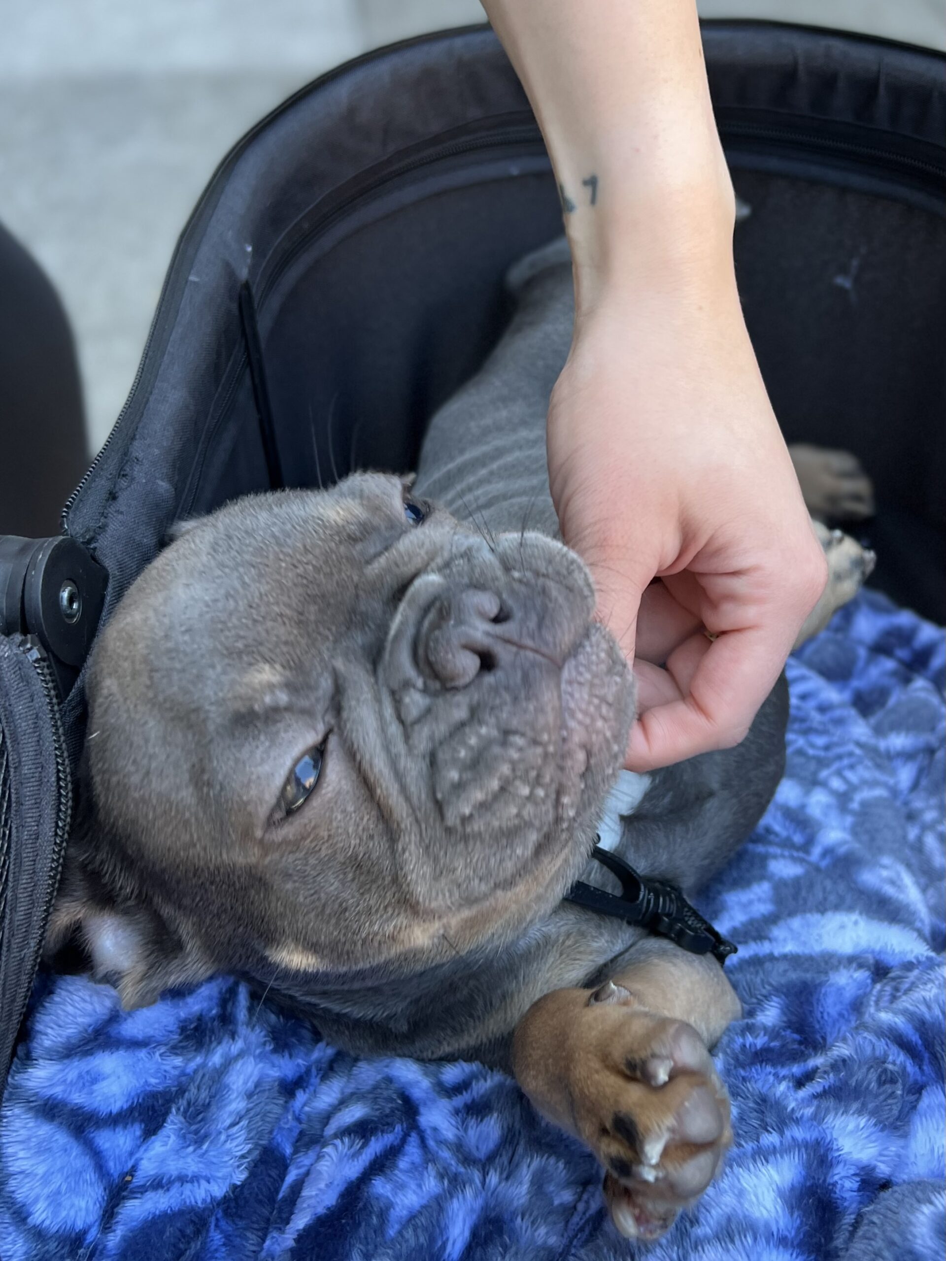 Hand Scratching A French Bulldog Puppy Under The Chin
