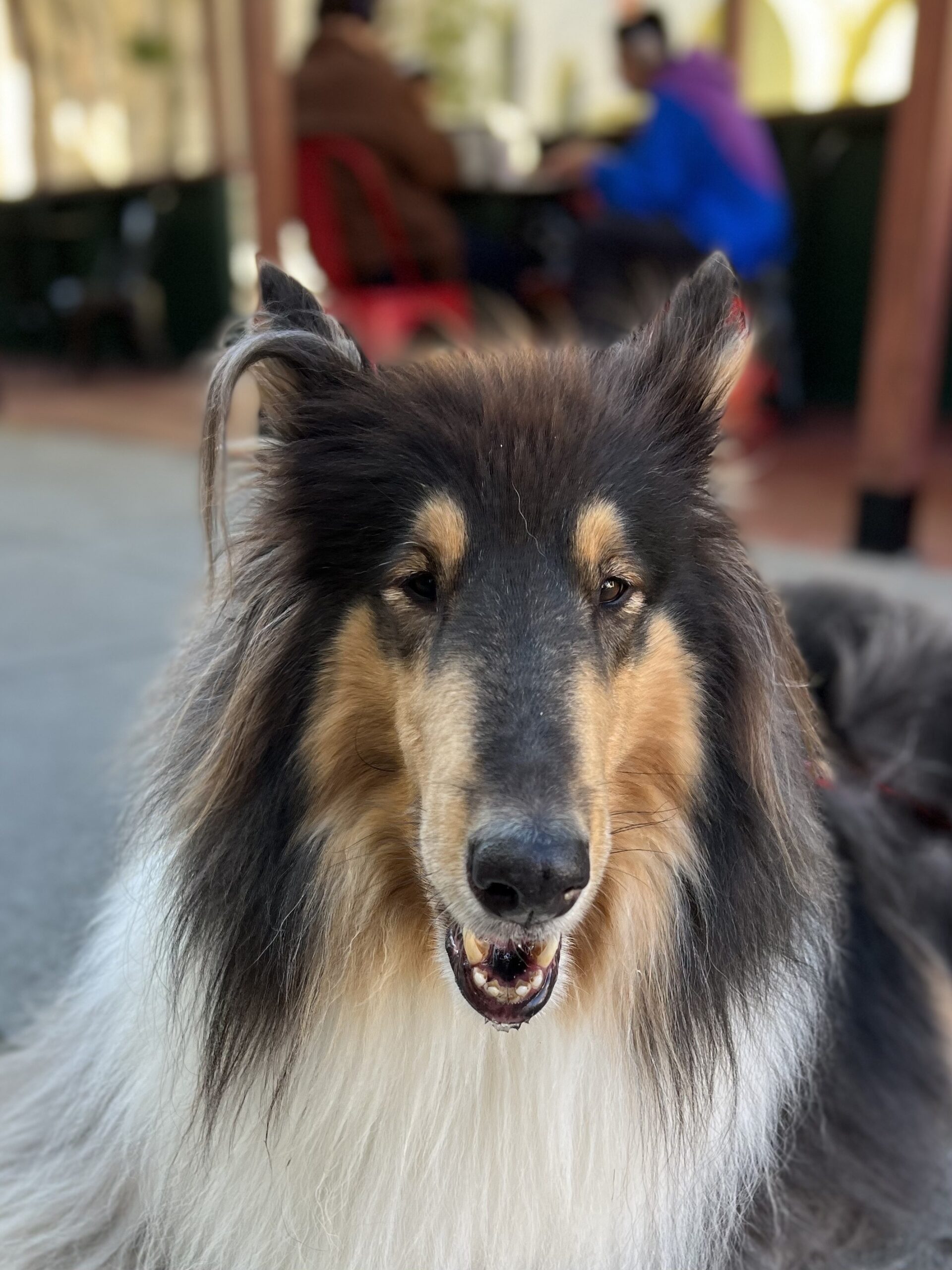 Collie Grinning At The Camera