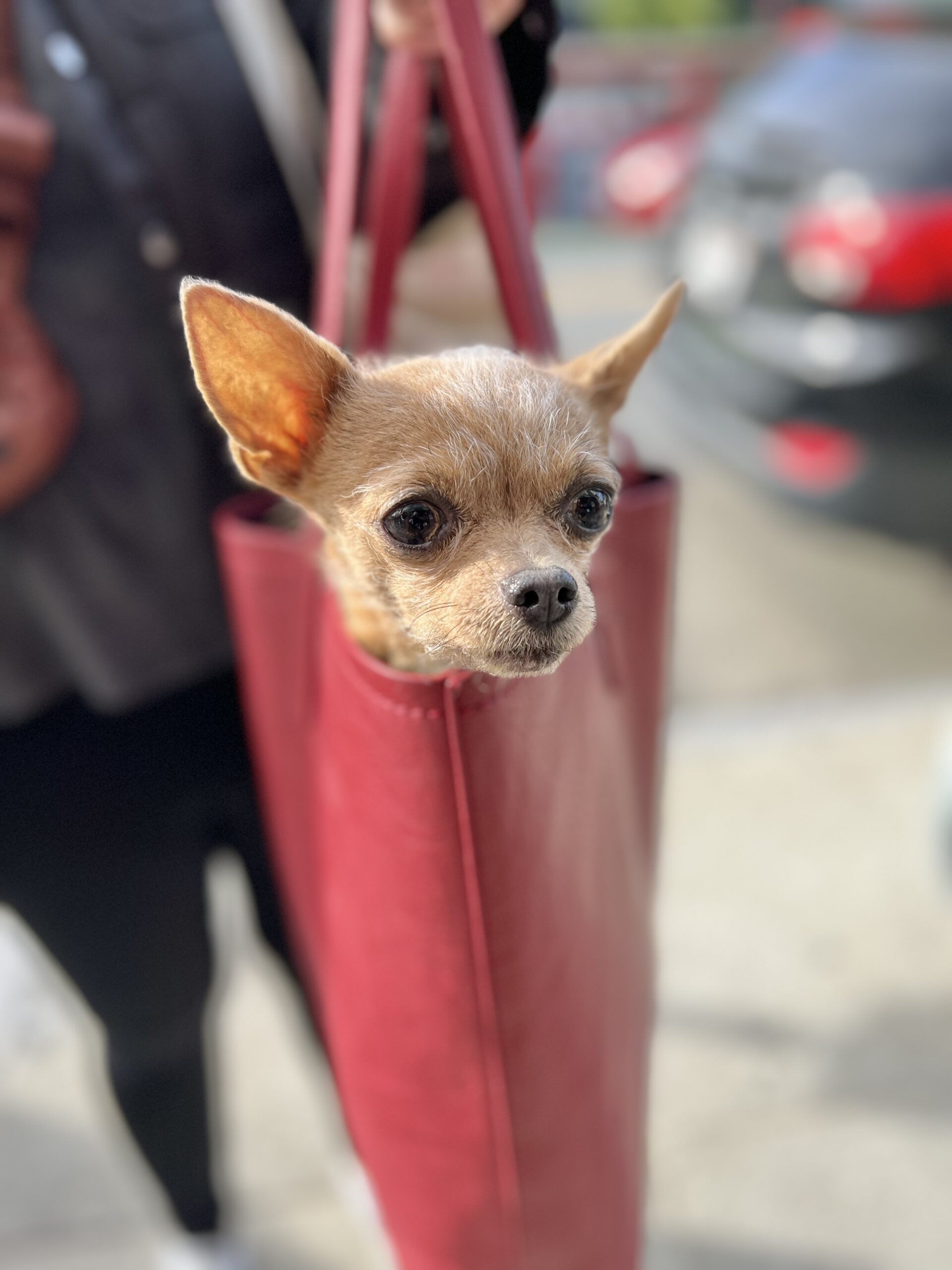 Chihuahua In A Red Tote Bag