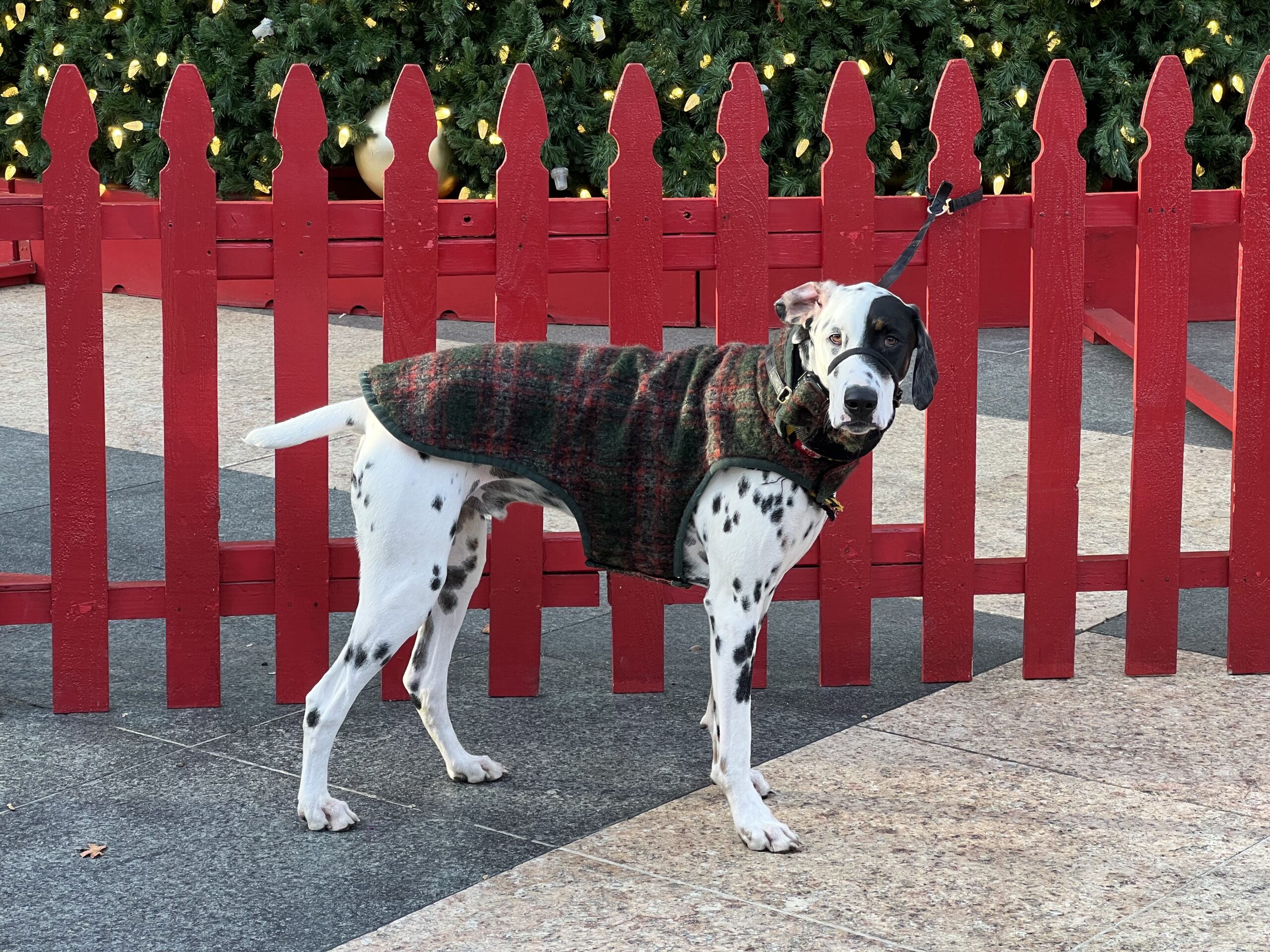 Dalmatian Great Dane Mix Tied To Red Picket Fence