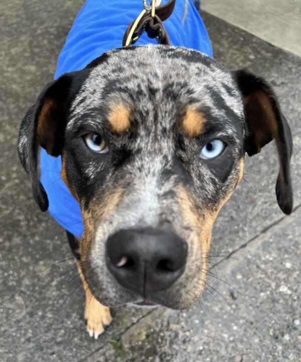 Catahoula Leopard Dog Mix With Blue Eyes Staring Intensely Into The Camera
