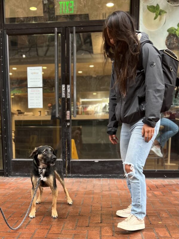 German Shepherd Mix Looking Dubiously At Woman