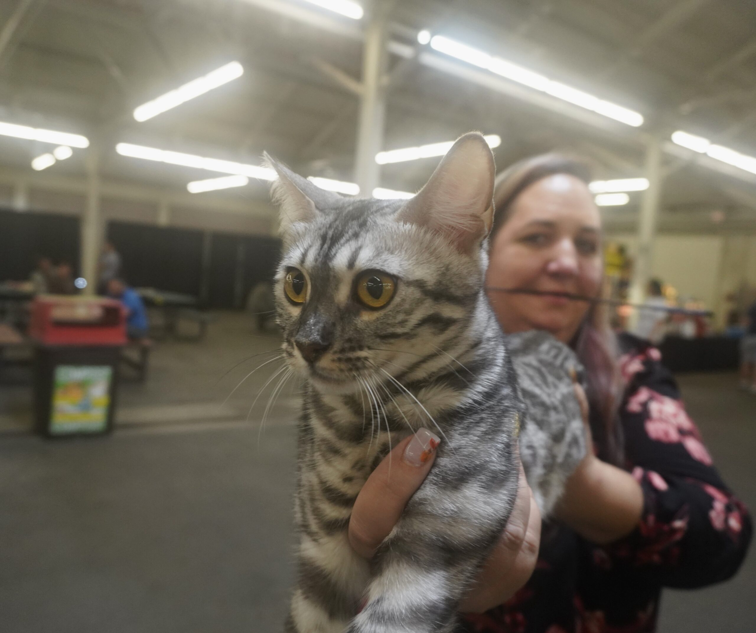 Woman Holding Silver Tiger Tabby Cat