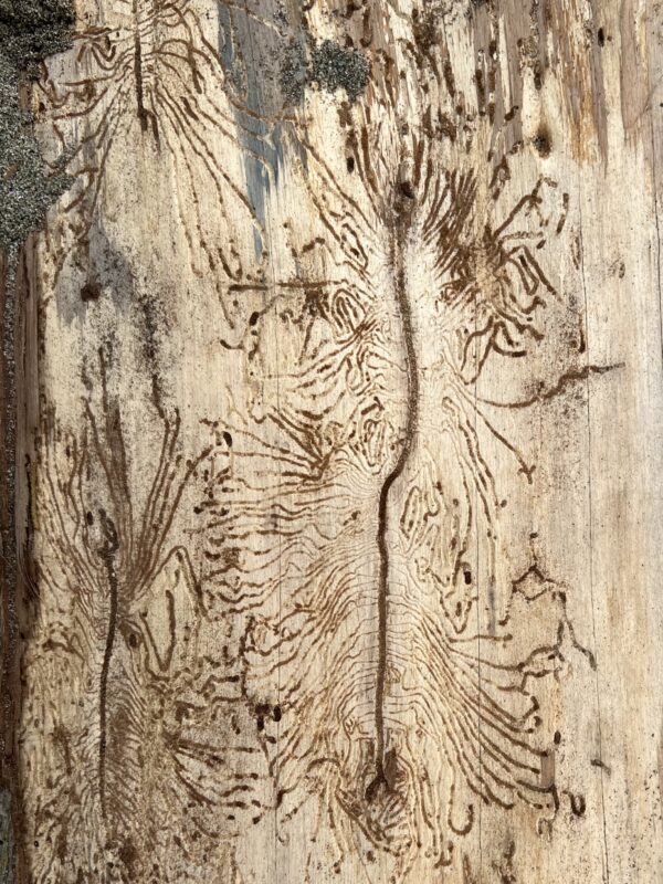 Woodworm Marks On A Log