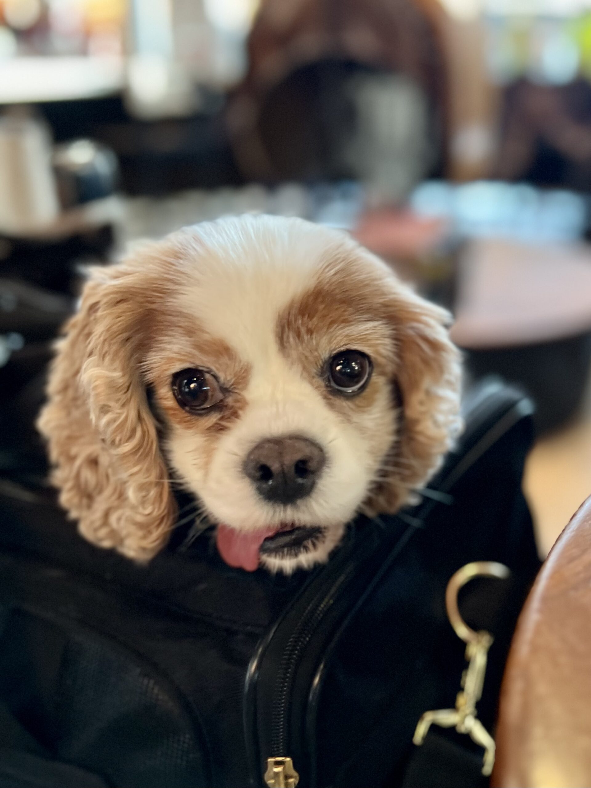 Cavalier King Charles Spaniel With His Head Sticking Out Of A Travel Bag