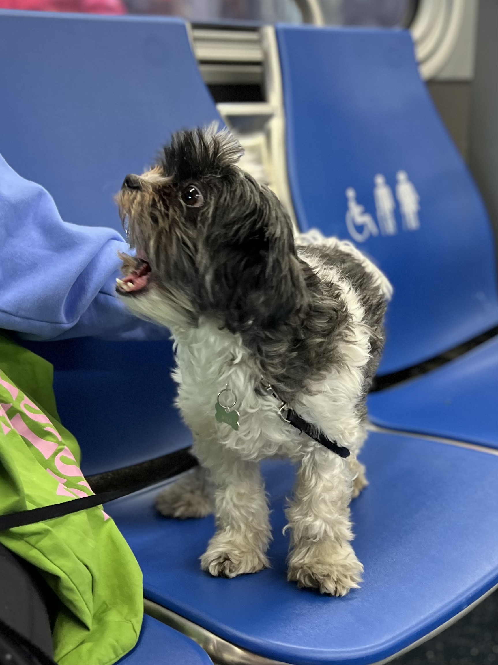 Trimmed Shih Tzu On A Bus Seat