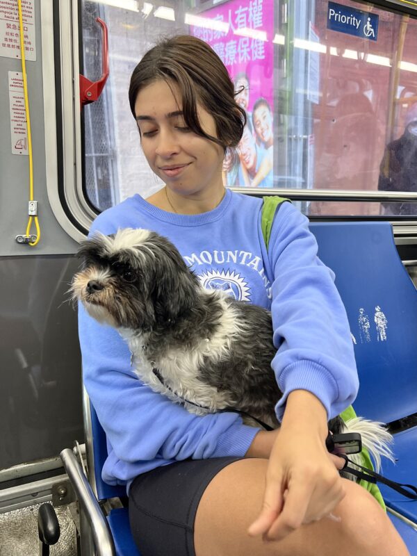Shih Tzu Sitting In Woman's Lap On A Bus