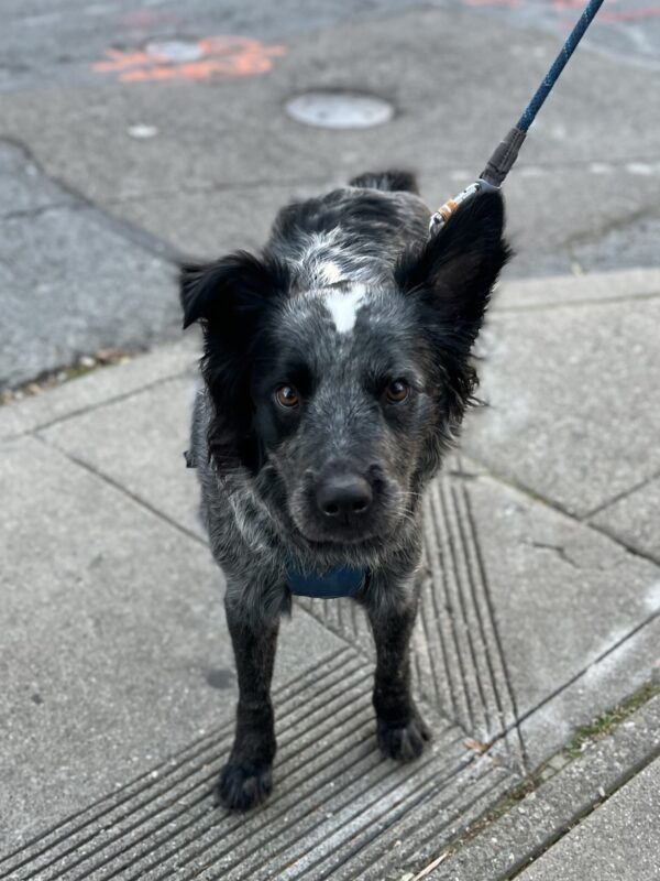Australian Cattle Dog Border Collie Mix With One Ear Half Flopped