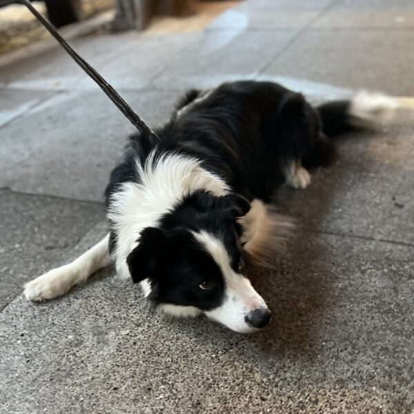 Black And White Border Collie Giving Puppydog Eyes