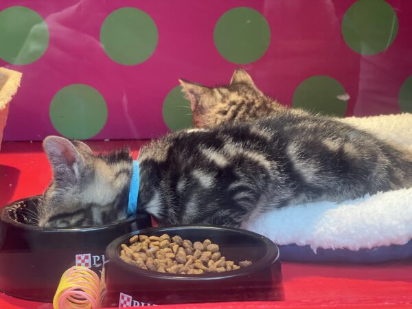Kitten Who Fell Asleep With His Head In A Food Bowl