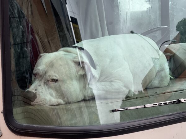 White American Pit Bull Terrier Snoozing On The Dashboard Of An RV