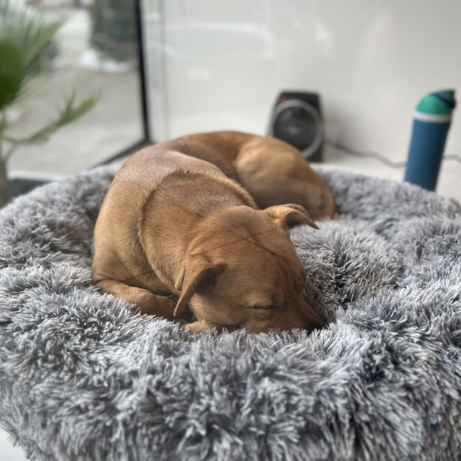 Dog Sleeping On A Grey Shag Dog Bed