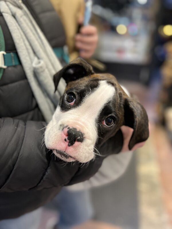 Boxer Puppy With A Spotted Nose Being Carried Around In A Sling