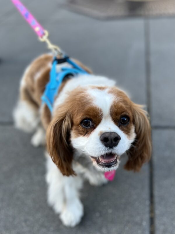 Cavalier King Charles Spaniel Looking A Lot Happier