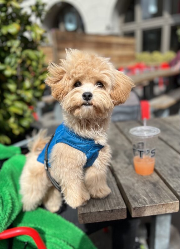 Bochon Frisé Poodle Shih Tzu Mix Puppy Standing On A Table