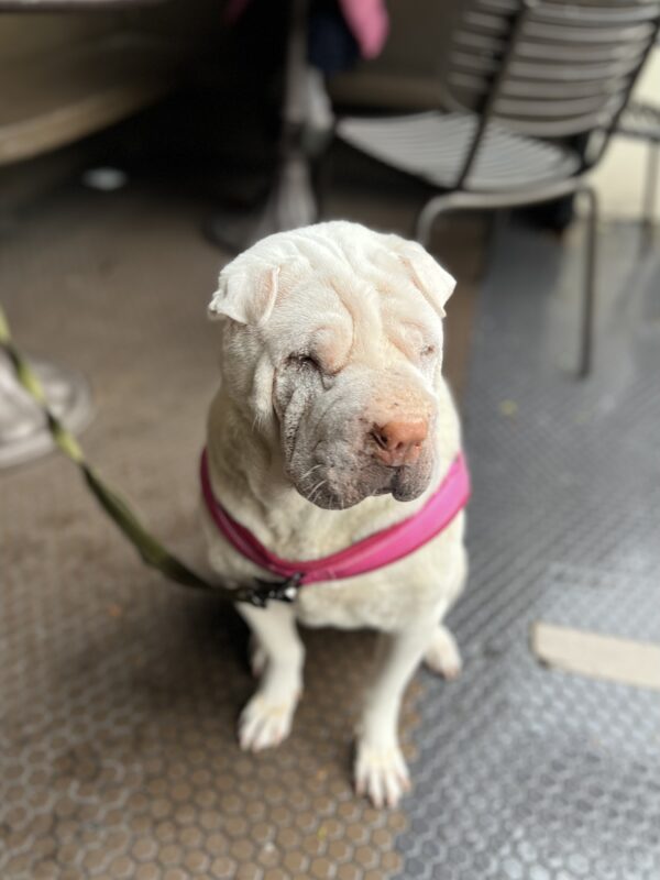 White Shar Pei In A Pink Harness