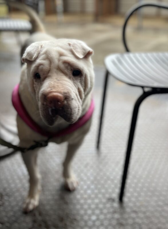 Slightly Downcast-Looking White Shar Pei