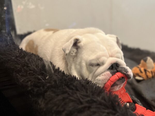 English Bulldog Chewing On A Red Plastic Toy