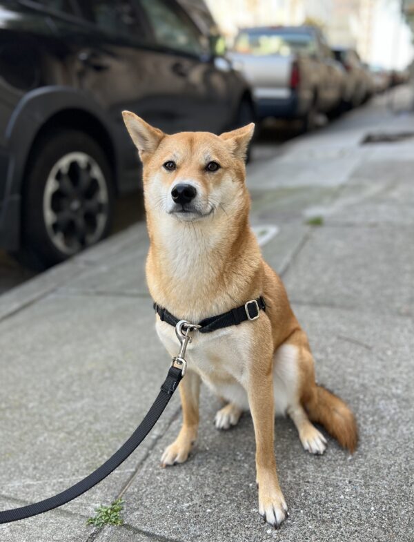 Large Shiba Inu Looking Dog