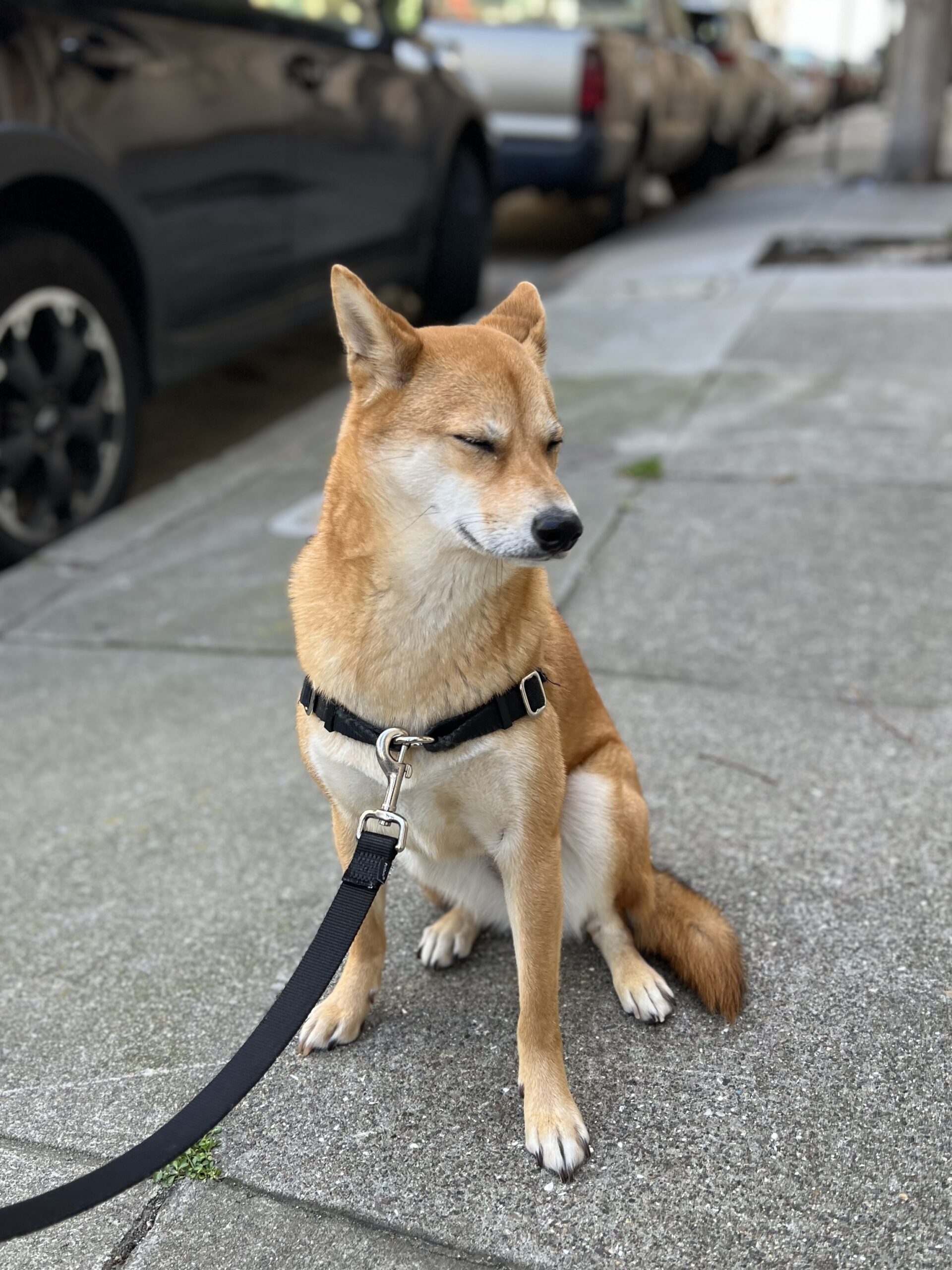 Large Shiba Inu Looking Dog
