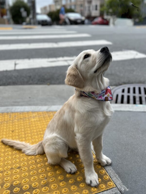 English Cream Golden Retriever Puppy Looking Regal And Dignified