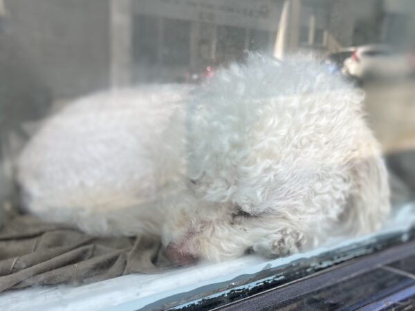 White Fluffy Dog Napping In A Window