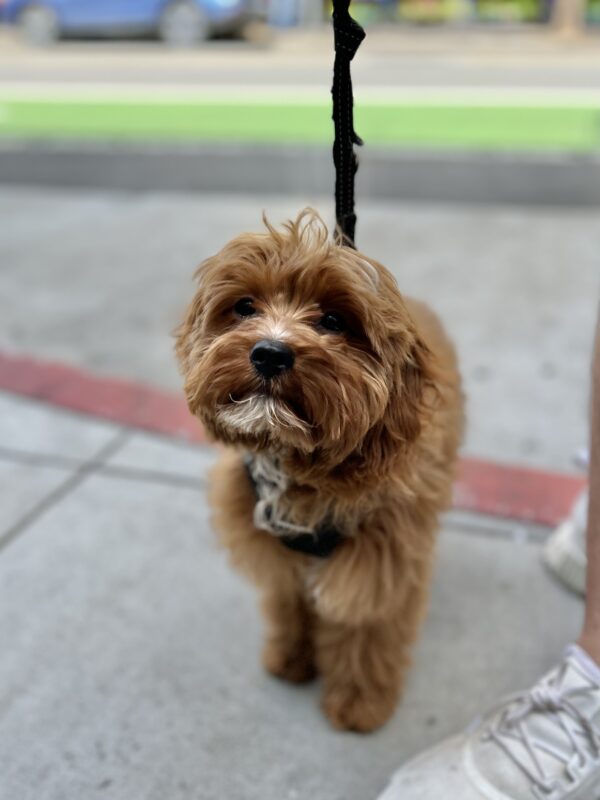 Cavapoo Puppy With White Goatee