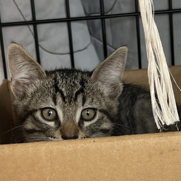 Tiger Tabby Kitten Sitting In A Box