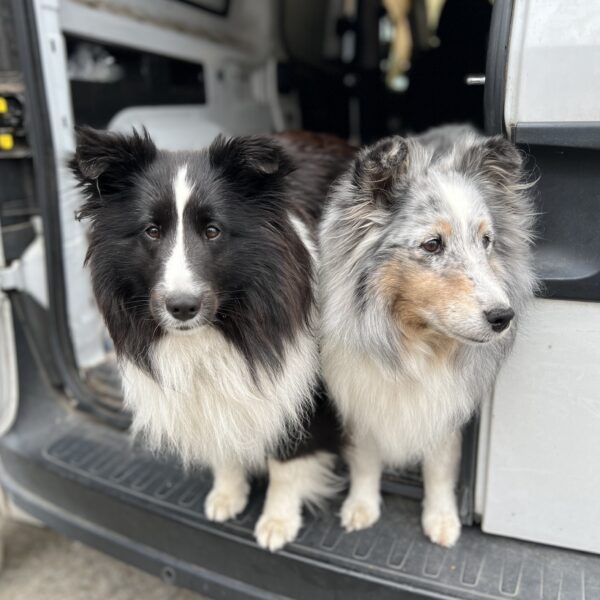 Black And White Sheltie And Blue Merle Sheltie In A Van