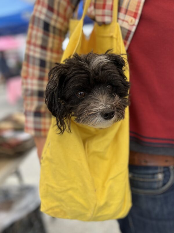 Small Black And Grey Terrier In A Yellow Shopping Bag