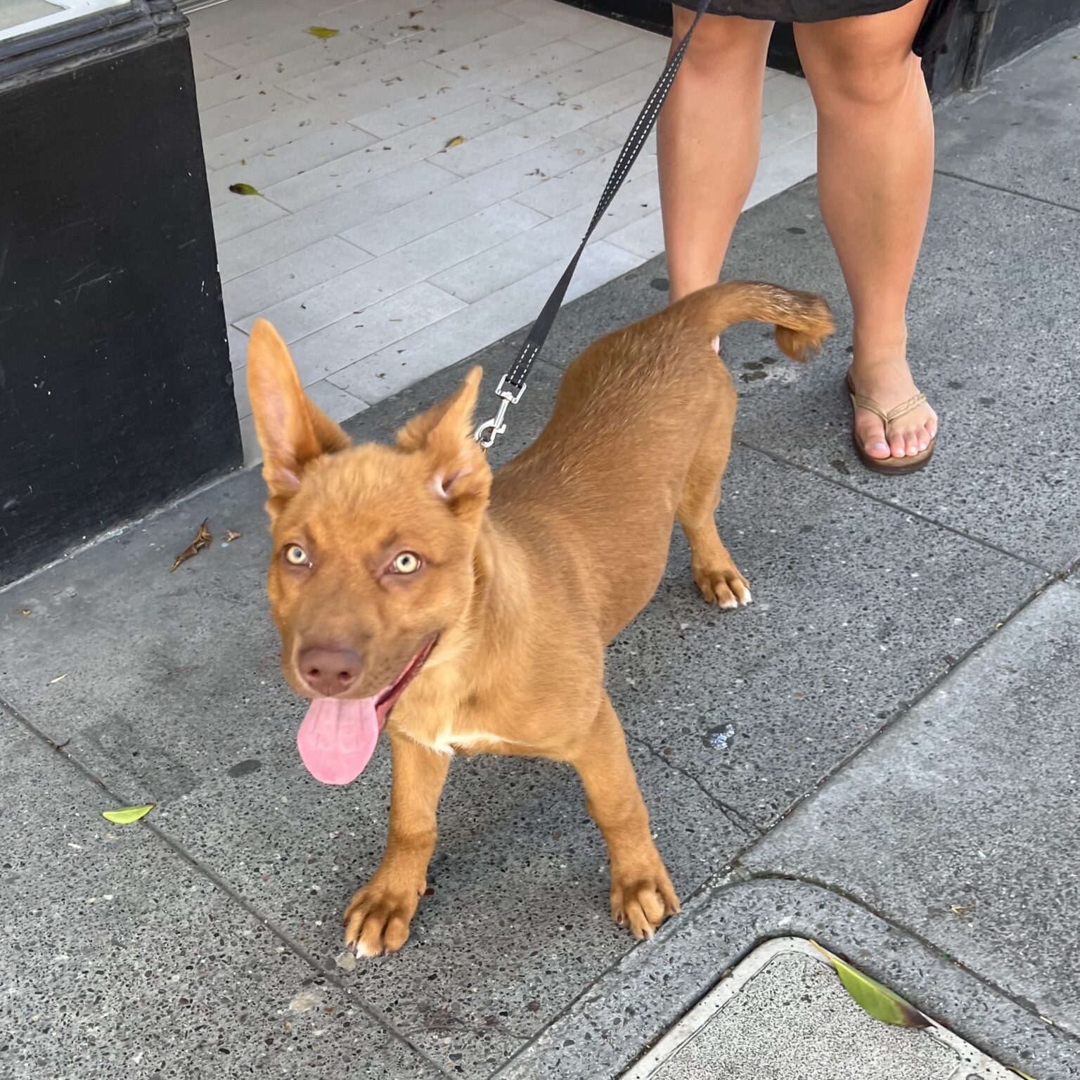 Grinning Australian Cattle Dog German Shepherd Mutt Puppy