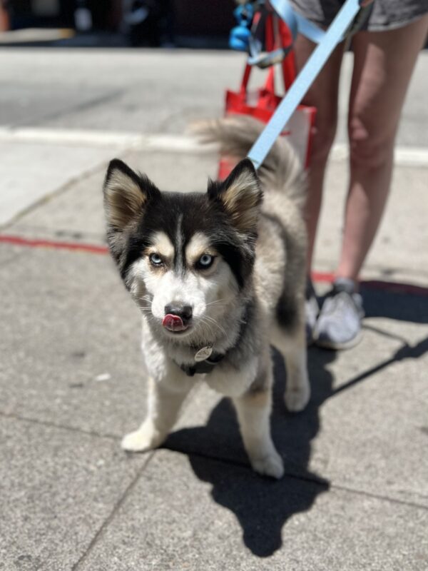 Pomsky Looking Very Serious