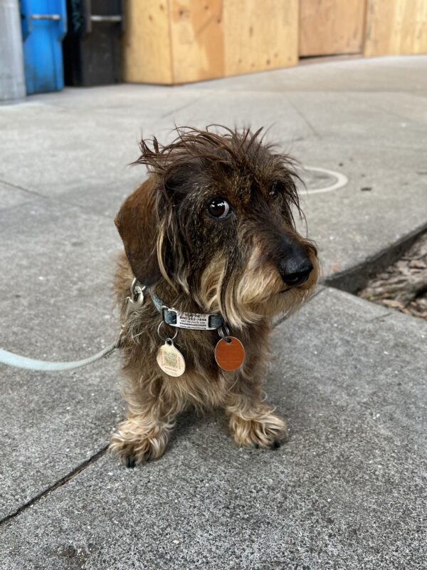 Wire-Haired Miniature Dachshund Looking 