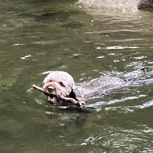 Picture Of A Swimming Italian Water Spaniel With A Stick In Its Mouth That Looks Like A Van Gough