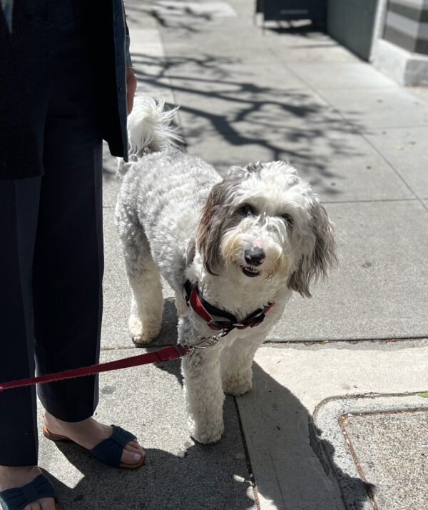 Grey And White Sheepadoodle