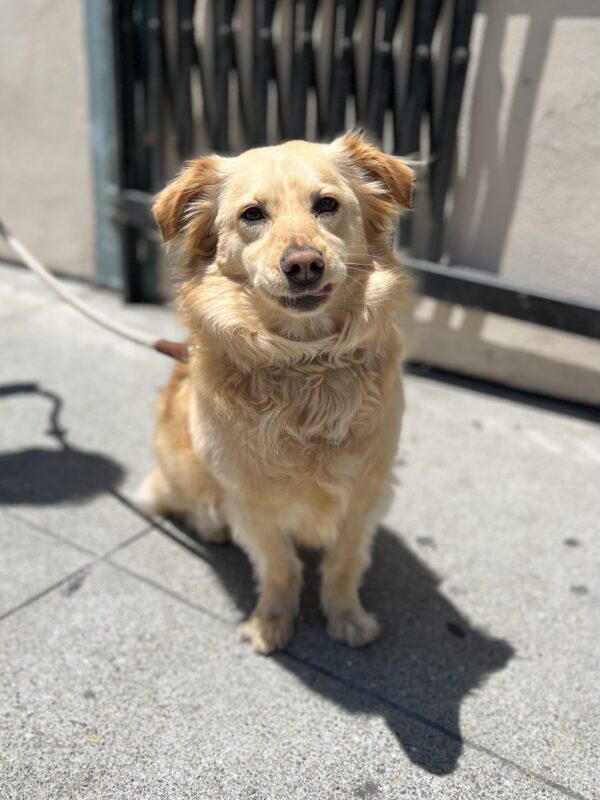 Worried-Looking American Eskimo Dog Chihuahua Golden Retriever Mix