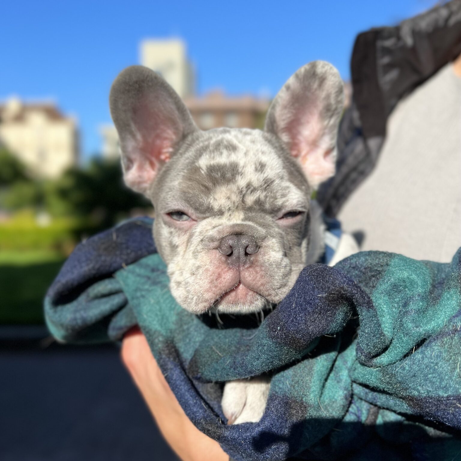 Merle French Bulldog Puppy In Someone's Arms