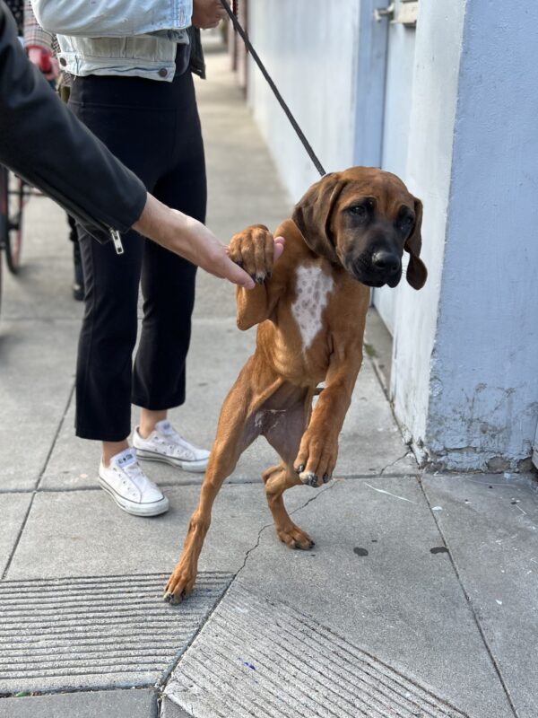 Scrawny Rhodesian Ridgeback Puppy Standing On Her Hind Legs And Holding Someone's Hand