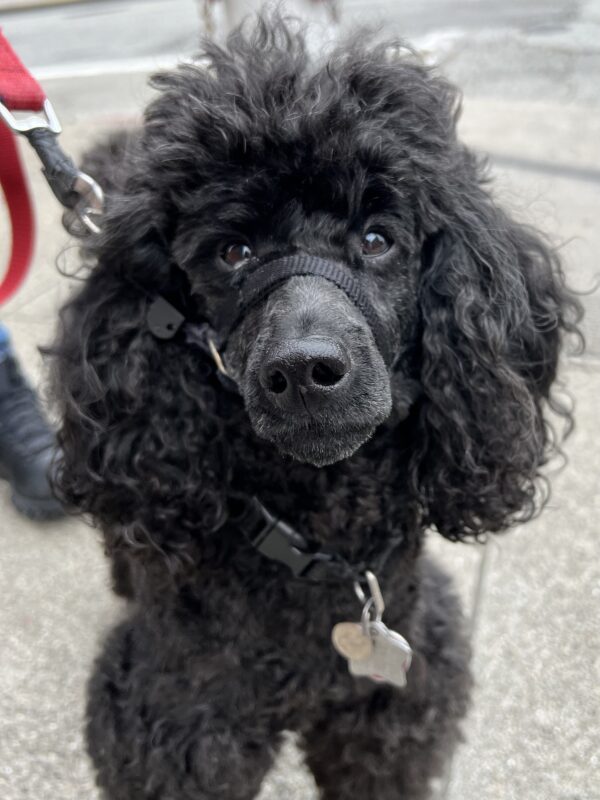 Black Poodle With Very Sarcastic Expression