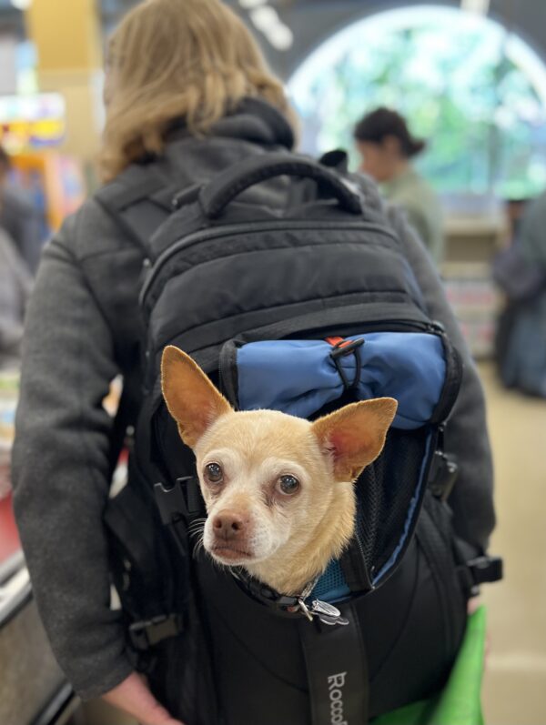 Chihuahua Sticking His Head Out Of A Knapsack