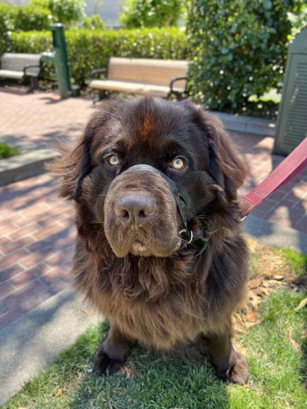 Brown Newfoundland Dog With Amber Eyes