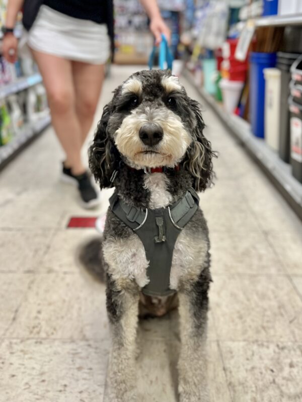 Bernadoodle With Great Eyebrows Sits On Floor Of Store