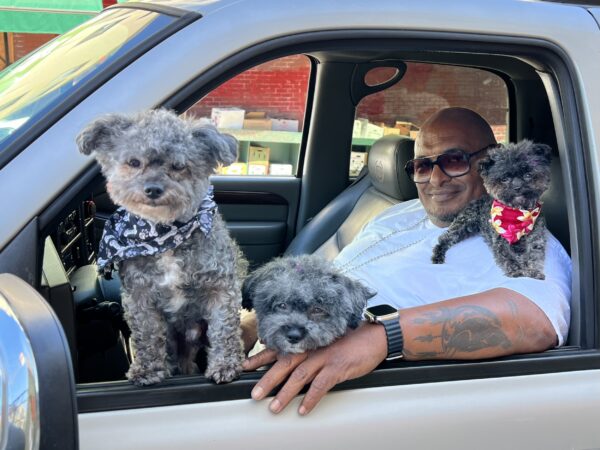 Three Small Grey Poodle Mixes In The Front Seat Of An SUV With A Smiling Man